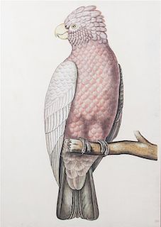 Attributed to La Roche (French, b. 1943) Two Works Depicting IGalah CockatooD and a IBlue Headed ParrotD