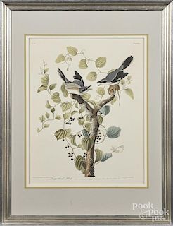 After John James Audubon (American 1785-1851), Loggerhead Shrike, Plate LVII