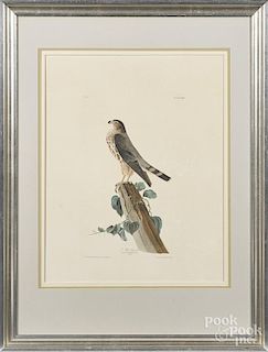 After John James Audubon (American 1785-1851), Le Petit Caporal, Plate LXXV