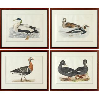 After Prideaux John Selby, (4) waterfowl prints