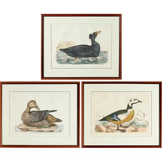 After Prideaux John Selby, (3) waterfowl prints