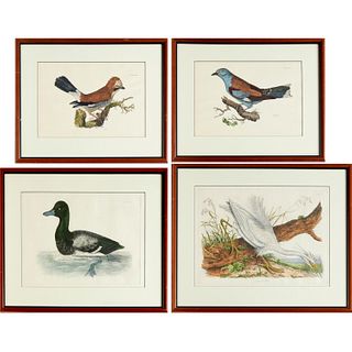 After Selby & Mitford, (4) bird prints