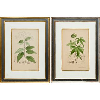 Nees Von Essenbeck, pair botanical prints