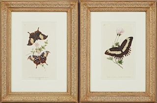Pair of English Butterfly Prints, 19th c., present