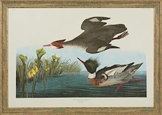 John James Audubon (1785-1851), "Red Breasted Merg
