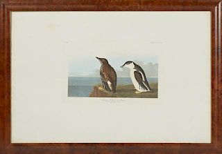 John James Audubon (1785-1851), "Slender-billed Gu