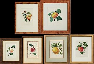 Group of Six Prints of Apples, of varying sizes in
