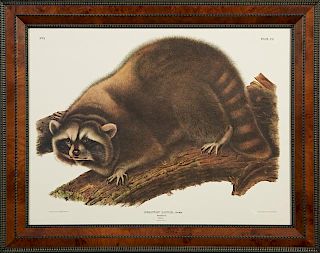 John James Audubon (1785-1851), "Raccoon, Male," N