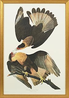 John James Audubon (1785-1851), "Brasilian Caracar