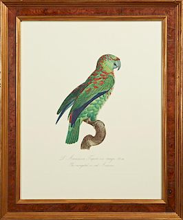 Francois Levaillant (1753-1824), "L'Amazone Tapire