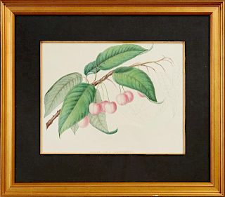 "Cerise Coe's Transparent," late 19th c., colored