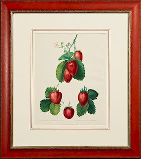 French Botanical, "Fraisier," 19th c., strawberry