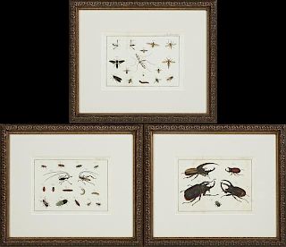 "Insects," 20th c., group of three colored prints