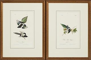 John James Audubon (1785-1851), "Yellow-billed Mag
