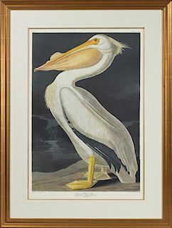John James Audubon (1785-1851), "American White Pe