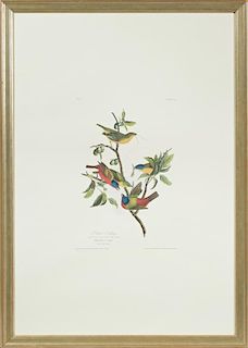 John James Audubon (1785-1851), "Painted Bunting,"