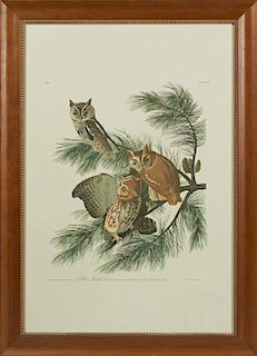 John James Audubon (1785-1851), "Little Screech Ow