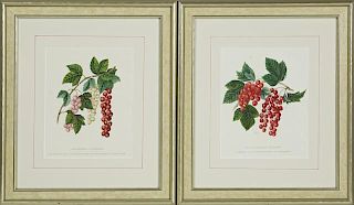 "Groseilliers a Grappes," early 20th c., pair of r