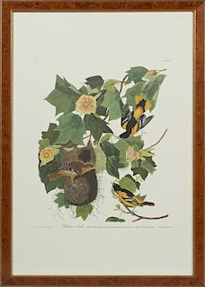 John James Audubon (1785-1851), "Baltimore Oriole,