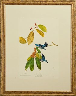 John James Audubon (1785-1851), "Azure Warbler," N