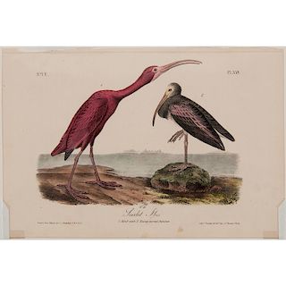 Audubon Scarlet Ibis Royal Octavo Edition Lithograph
