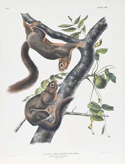 John James Audubon, Orange-Bellied Squirrel