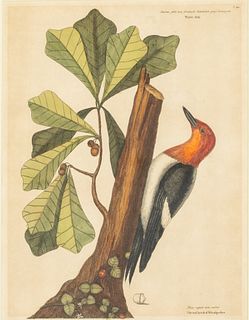 Mark Catesby, Red Headed Woodpecker, Engraving, 18 C