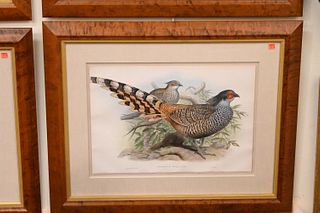A Group of Four John Gould (1804-1881) Hand Colored Bird Lithographs