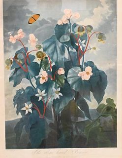 "The Oblique-Leaved Begonia" from 'The Temple of Flora'