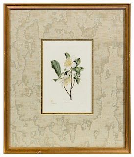 * A Group of Six Hand Colored Floral Engravings Each 7 1/2 x 5 inches (visible).