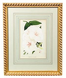 * Two Floral Prints Each 10 x 6 5/8 inches (visible).