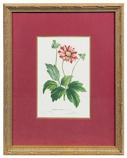 * Two Botanical Prints Each 9 1/4 x 6 1/8 inches (visible).