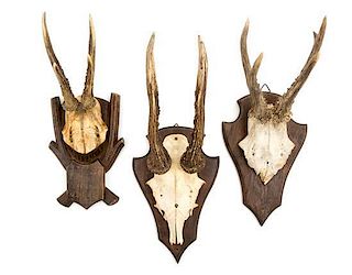 * A Group of Three German Black Forest Roe Deer Antlers Height 8 inches.