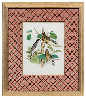 * Two Ornithological Prints 10 5/8 x 8 3/8 inches (visible).