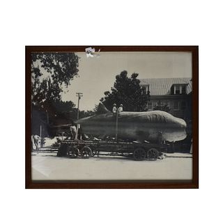Antique Framed Whale Photo