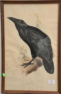 Edward Lear (1812-1888) 
hand colored lithograph 
Raven, Corvus Corax 
marked lower left: E. Lear del et Lithog 
marked lower