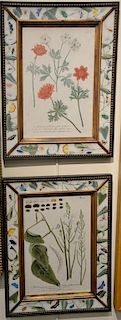 Twelve Botanical Studies, engravings with colors with reverse painted glass frames, German School
