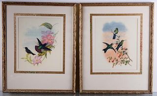 Ornithological Hummingbird Prints