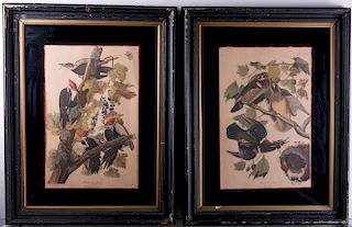 Audubon Ornithological Prints
