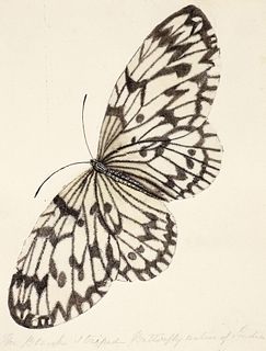19th century Watercolor of Black Striped Butterfly