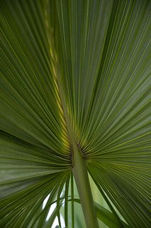 SUSAN SZANTOSI : Palm Leaf, signed photograph on photo paper