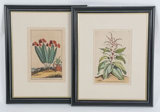 Two Botanical Prints, Abraham Munting (1626 - 1683)