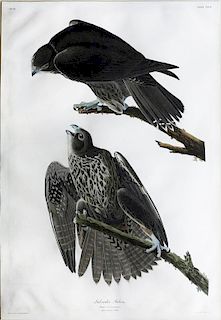 Audubon Aquatint, Labrador Falcon