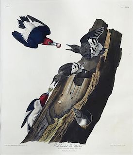 Audubon Aquatint, Red Headed Woodpecker