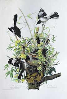 Audubon Aquatint, Mockingbird
