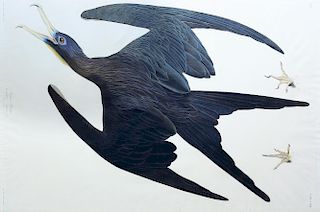 Audubon Aquatint, Frigate Pelican
