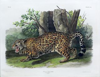 Audubon Imperial Folio Quadruped,  Jaguar