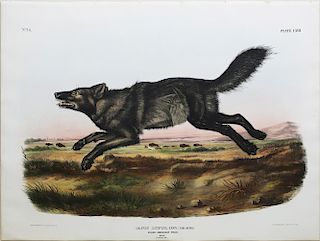 Audubon Imperial Folio Quadruped, Black American Wolf