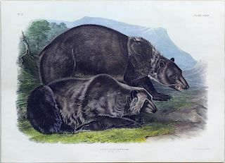 Audubon Imperial Folio Quadruped, Grizzly Bear