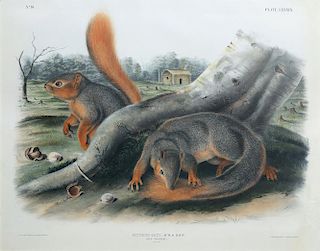 Audubon Imperial Folio Quadruped, Say's Squirrel